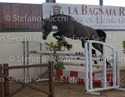 Capri FZ TosTour2013- S5 2969 : Arezzo, Arezzo Equestrian Centre, Capri FZ, Cavalli d'Italia, Toscana Tour 2013, foto di Stefano Secchi ©